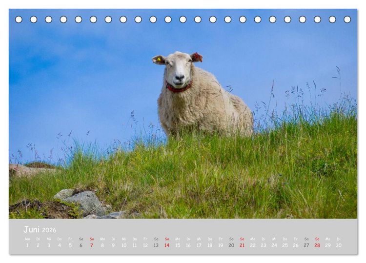 Produktbild: Ganz sch&ouml;n Schaf (Tischkalender 2026 DIN A5 quer), CALVENDO Monatskalender