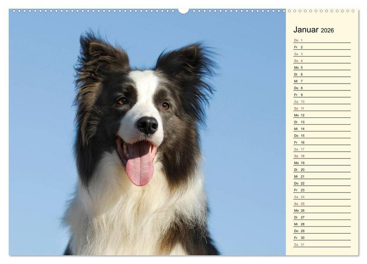 Produktbild: Border Collie 2026 (hochwertiger Premium Wandkalender 2026 DIN A2 quer), Kunstdruck in Hochglanz
