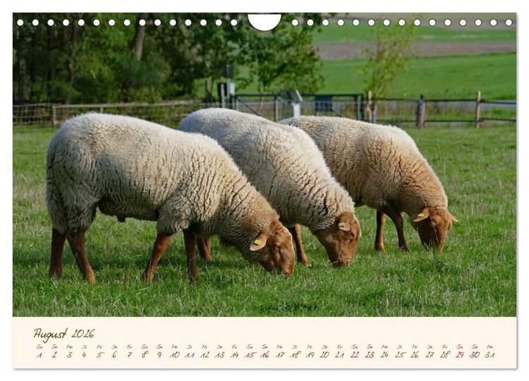 Produktbild: Coburger Fuchsschaf (Wandkalender 2026 DIN A4 quer), CALVENDO Monatskalender