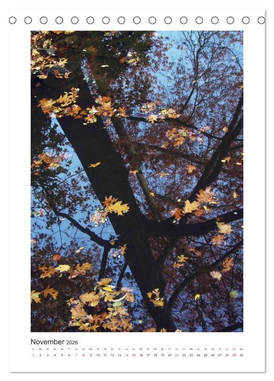 Produktbild: Impressionen aus unserem Wald (Tischkalender 2026 DIN A5 hoch), CALVENDO Monatskalender