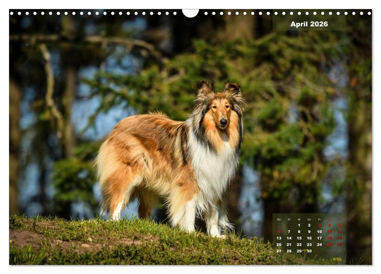 Produktbild: Collies? Was sonst! (Wandkalender 2026 DIN A3 quer), CALVENDO Monatskalender