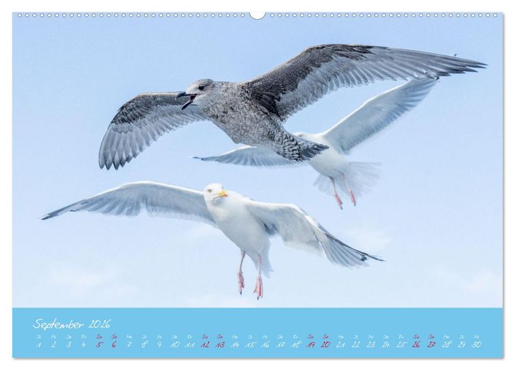 Produktbild: M&ouml;wen die Begleiter an Meer und See (Wandkalender 2026 DIN A2 quer), CALVENDO Monatskalender