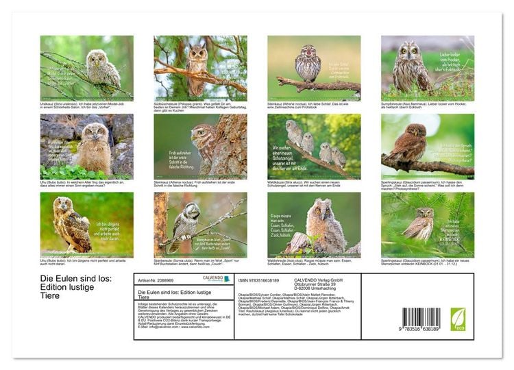 Produktbild: Die Eulen sind los: Edition lustige Tiere (Wandkalender 2026 DIN A3 quer), CALVENDO Monatskalender