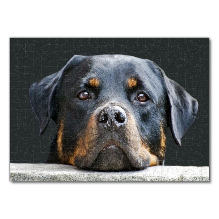 Produktbild: Lais Puzzle Rottweiler 500 Teile