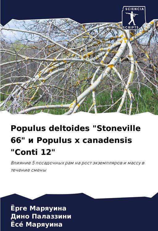 Produktbild: Populus deltoides "Stoneville 66" i Populus x canadensis "Conti 12"