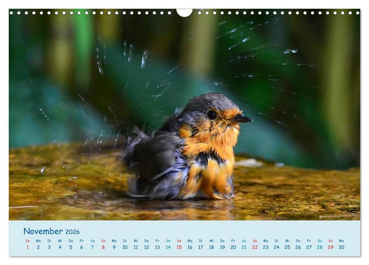 Produktbild: Sommer am Pool - Singv&ouml;gel an der Badestelle (Wandkalender 2026 DIN A3 quer), CALVENDO Monatskalender