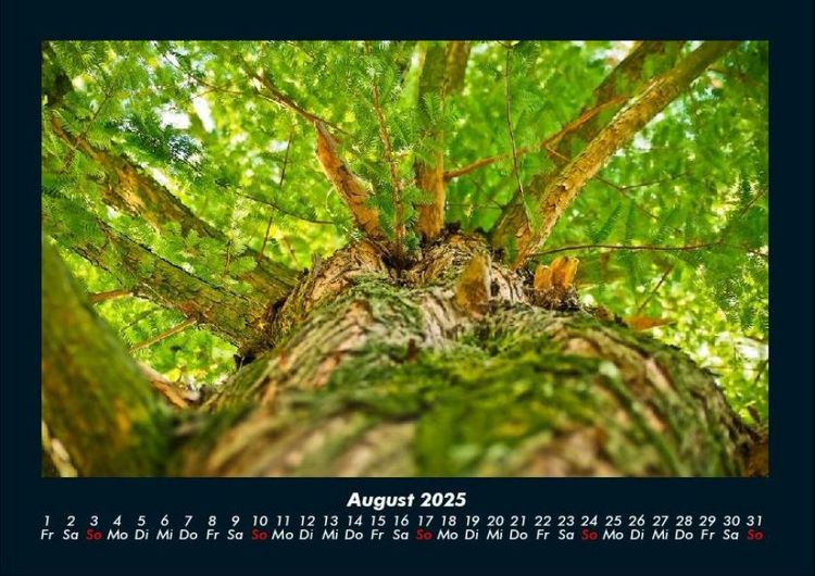 Produktbild: B&auml;ume 2025 Fotokalender DIN A4