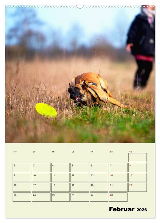 Produktbild: Malinois verl&auml;ssliche Begleiter (hochwertiger Premium Wandkalender 2026 DIN A2 hoch), Kunstdruck in Hochglanz