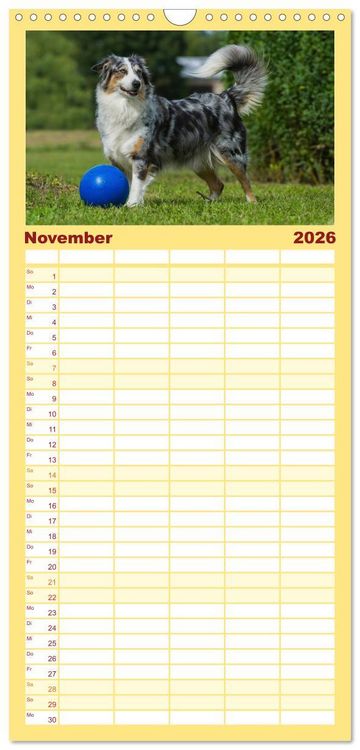 Produktbild: Familienplaner 2026 - Bekannt wie ein bunter Hund. Australian Shepherd mit 5 Spalten (Wandkalender, 21 x 45 cm) CALVENDO
