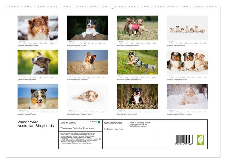 Produktbild: Wunderbare Australian Shepherds (hochwertiger Premium Wandkalender 2026 DIN A2 quer), Kunstdruck in Hochglanz