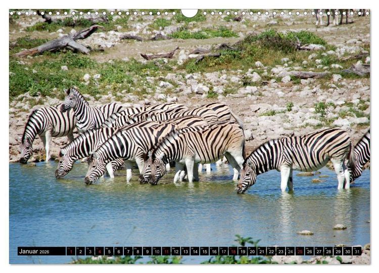 Produktbild: Zebras - Ungez&auml;hmte Kraft (Wandkalender 2026 DIN A3 quer), CALVENDO Monatskalender