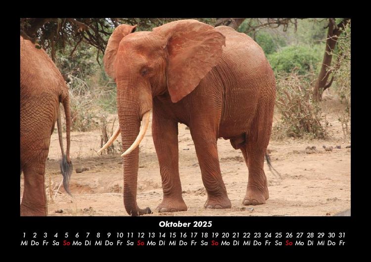 Produktbild: Elefanten 2025 Fotokalender DIN A3
