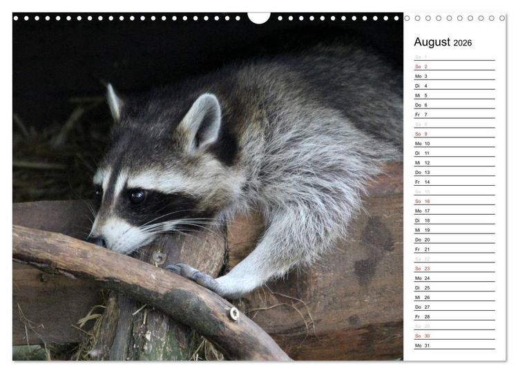 Produktbild: Der kleine R&auml;uber mit Maske - Waschb&auml;ren (Wandkalender 2026 DIN A3 quer), CALVENDO Monatskalender