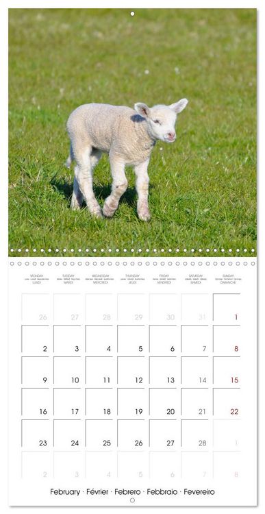 Produktbild: The wonderful world of sheep (Wall Calendar 2026 12 &times; 12 Inch) CALVENDO 12 Month Wall Calendar