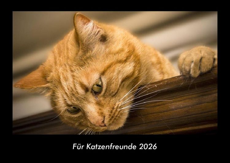 Produktbild: F&uuml;r Katzenfreunde 2026 Fotokalender DIN A3