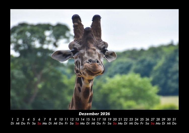 Produktbild: Giraffen 2026 Fotokalender DIN A3