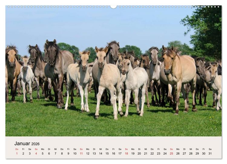 Produktbild: D&uuml;lmener Wildpferde (Wandkalender 2026 DIN A2 quer), CALVENDO Monatskalender