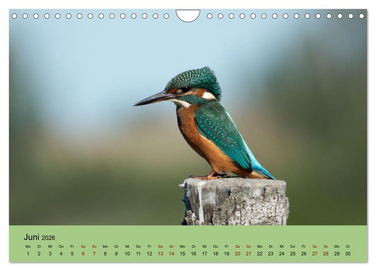 Produktbild: Flamingo und Co - Faszinierende Vogelwelt S&uuml;dfrankreichs (Wandkalender 2026 DIN A4 quer), CALVENDO Monatskalender