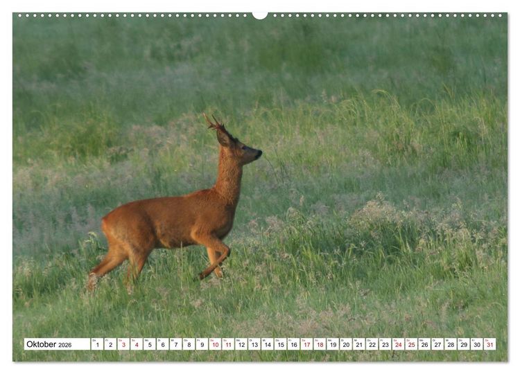 Produktbild: Anmut mit sanften Augen - Rehwild in der freien Natur (hochwertiger Premium Wandkalender 2026 DIN A2 quer), Kunstdruck in Hochglanz