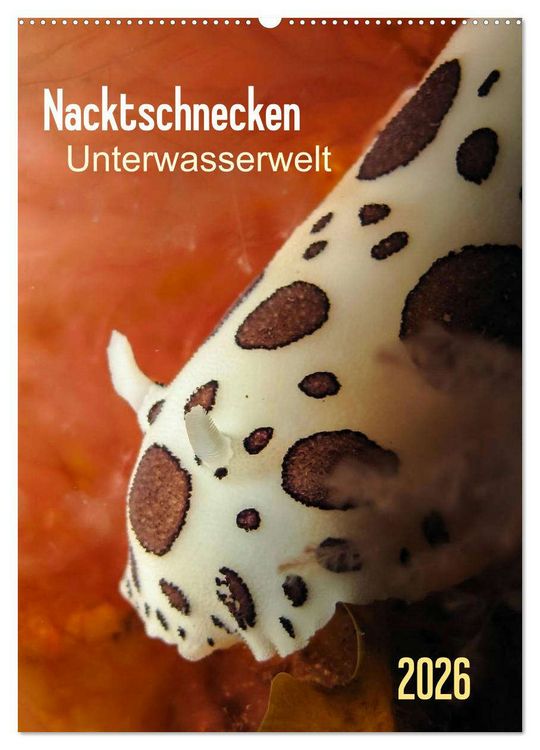 Produktbild: Nacktschnecken - Unterwasserwelt 2026 (Wandkalender 2026 DIN A2 hoch), CALVENDO Monatskalender