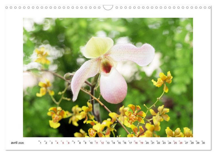 Produktbild: Mon r&ecirc;ve d'orchid&eacute;es (Calendrier mural 2026 DIN A3 vertical), CALVENDO calendrier mensuel