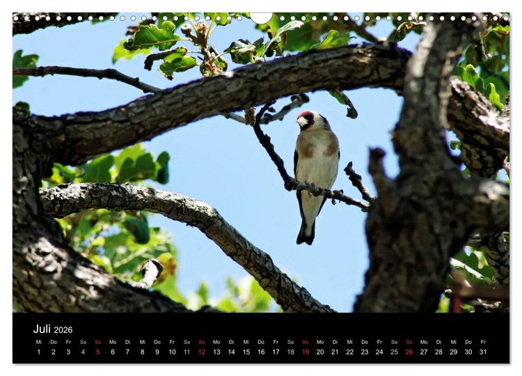 Produktbild: Kalabrien: Wo die Sonne Urlaub macht (Wandkalender 2026 DIN A3 quer), CALVENDO Monatskalender