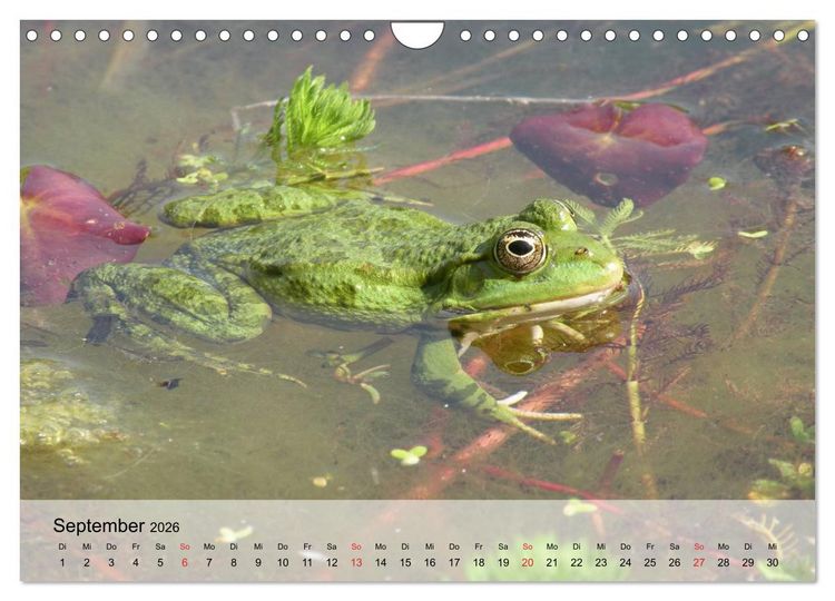 Produktbild: Frosch m&uuml;sste man sein! (Wandkalender 2026 DIN A4 quer), CALVENDO Monatskalender
