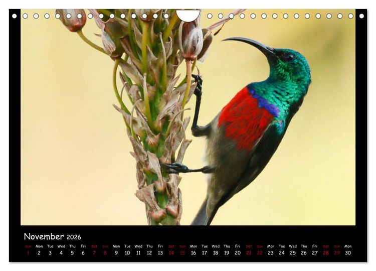 Produktbild: Birds of South Africa (Wall Calendar 2026 DIN A4 landscape), CALVENDO 12 Month Wall Calendar