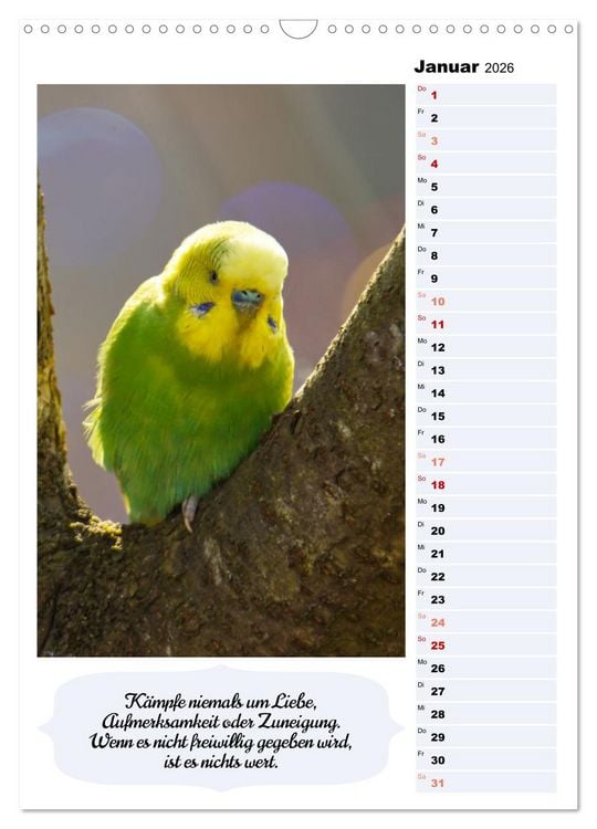 Produktbild: Niedliche Wellensittiche (Wandkalender 2026 DIN A3 hoch), CALVENDO Monatskalender
