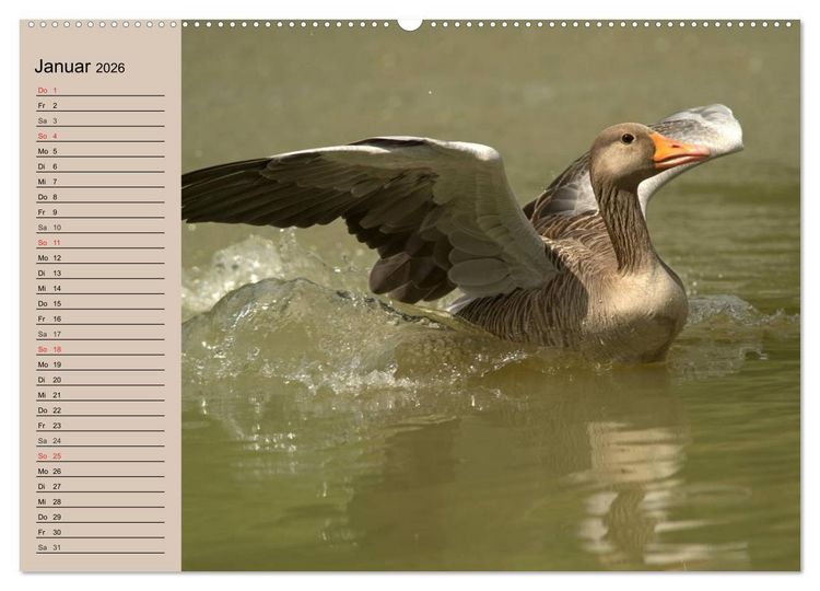Produktbild: G&auml;nse und Enten. Schnattern, watscheln, quaken! (Wandkalender 2026 DIN A2 quer), CALVENDO Monatskalender