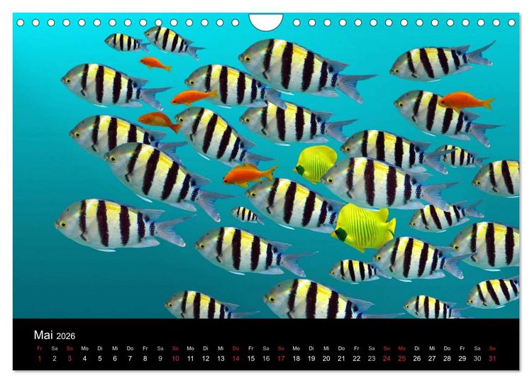 Produktbild: Meeres Sch&ouml;nheiten (Wandkalender 2026 DIN A4 quer), CALVENDO Monatskalender