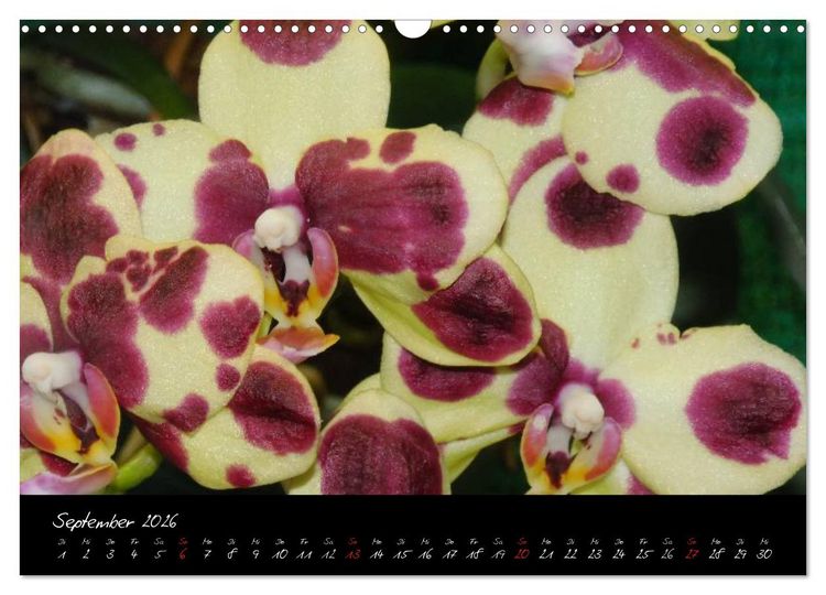 Produktbild: Farbenreiche Orchideen (Wandkalender 2026 DIN A3 quer), CALVENDO Monatskalender