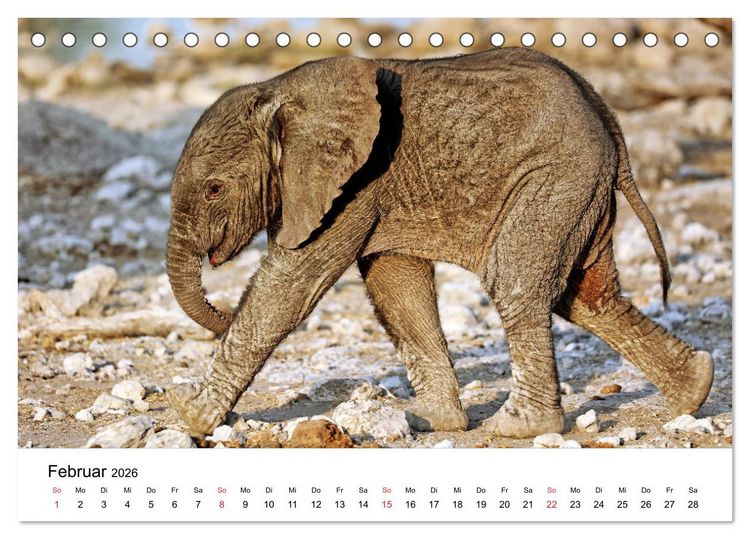 Produktbild: Namibias Elefanten (Tischkalender 2026 DIN A5 quer), CALVENDO Monatskalender