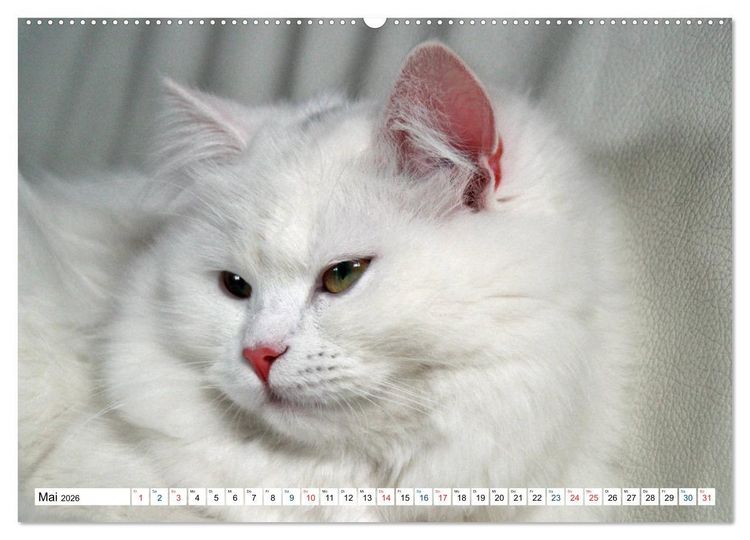 Produktbild: Die Perserkatze - Farbschlag Wei&szlig; (Wandkalender 2026 DIN A2 quer), CALVENDO Monatskalender