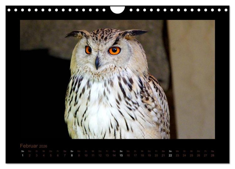 Produktbild: Eulen und K&auml;uze (Wandkalender 2026 DIN A4 quer), CALVENDO Monatskalender