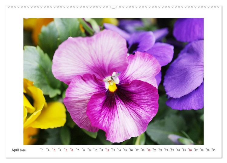 Produktbild: Veilchengew&auml;chse - Stiefm&uuml;tterchen und Hornveilchen (Wandkalender 2026 DIN A2 quer), CALVENDO Monatskalender