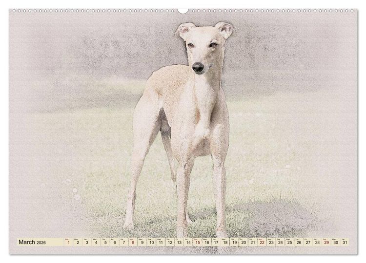 Produktbild: Whippets 2026 (High Quality Premium Wall Calendar 2026 DIN A2 landscape),CALVENDO 12 Month Wall Calendar
