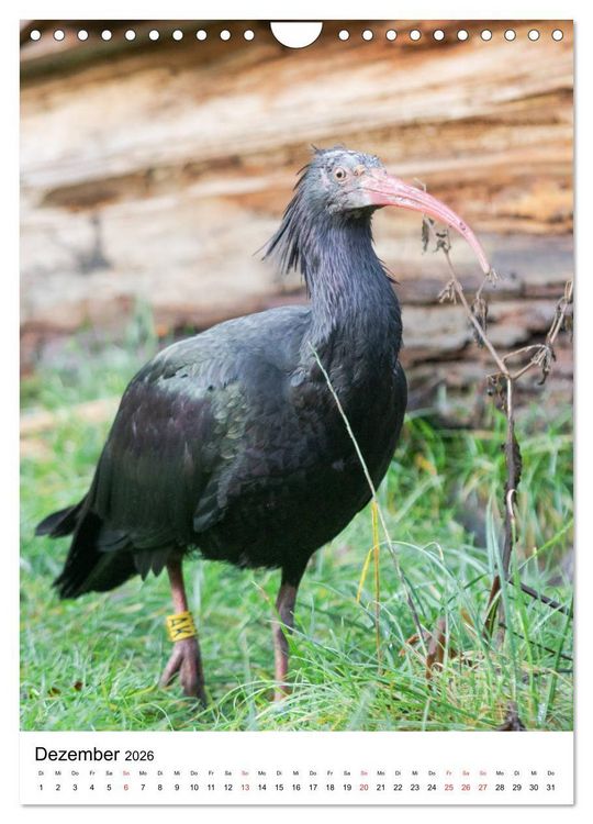 Produktbild: Der Waldrapp - Der etwas andere Vogel (Wandkalender 2026 DIN A4 hoch), CALVENDO Monatskalender
