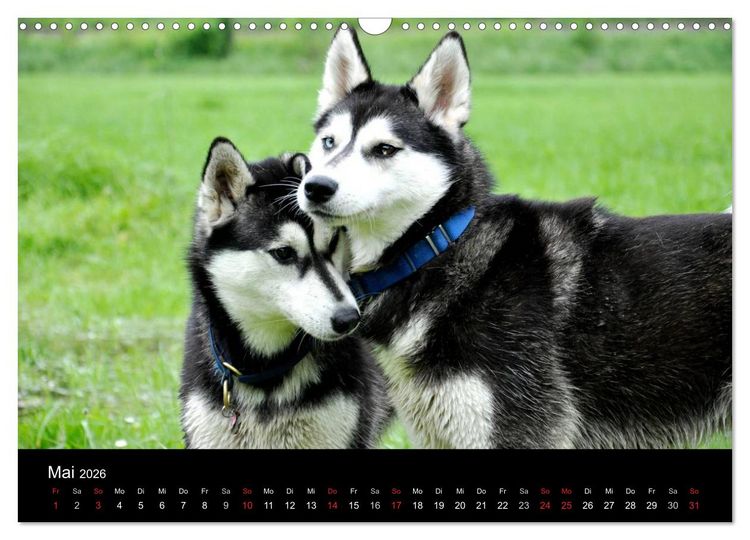 Produktbild: Sibirische Huskys aus Deutschland (Wandkalender 2026 DIN A3 quer), CALVENDO Monatskalender