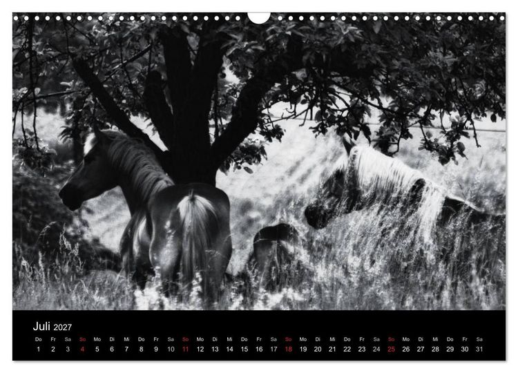 Produktbild: Pferde 2027 Wild Thing (Wandkalender 2027 DIN A3 quer), CALVENDO Monatskalender