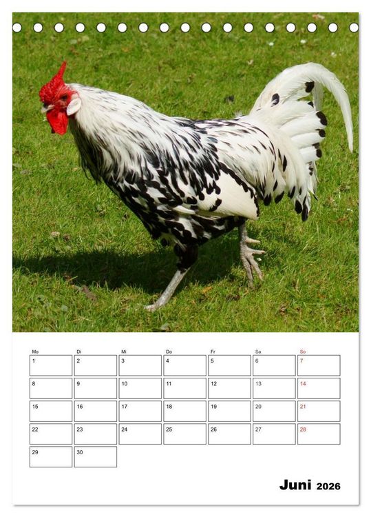 Produktbild: H&uuml;hner Terminplaner (Tischkalender 2026 DIN A5 hoch), CALVENDO Monatskalender