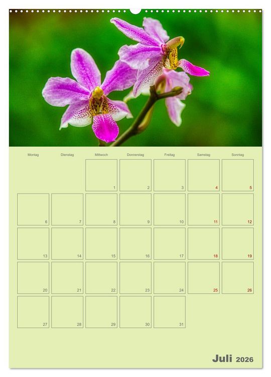 Produktbild: Nachtfalterorchideen in High Dynamic (hochwertiger Premium Wandkalender 2026 DIN A2 hoch), Kunstdruck in Hochglanz