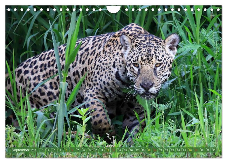 Produktbild: Jaguare im Pantanal (Wandkalender 2026 DIN A4 quer), CALVENDO Monatskalender