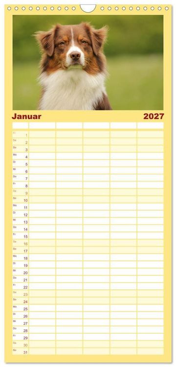 Produktbild: Familienplaner 2027 - Australian Shepherd - Treue Blicke, wilde Herzen mit 5 Spalten (Wandkalender, 21 x 45 cm) CALVENDO