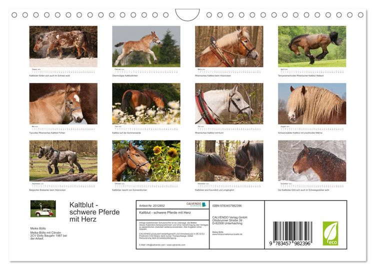 Produktbild: Kaltblut - schwere Pferde mit Herz (Wandkalender 2026 DIN A4 quer), CALVENDO Monatskalender