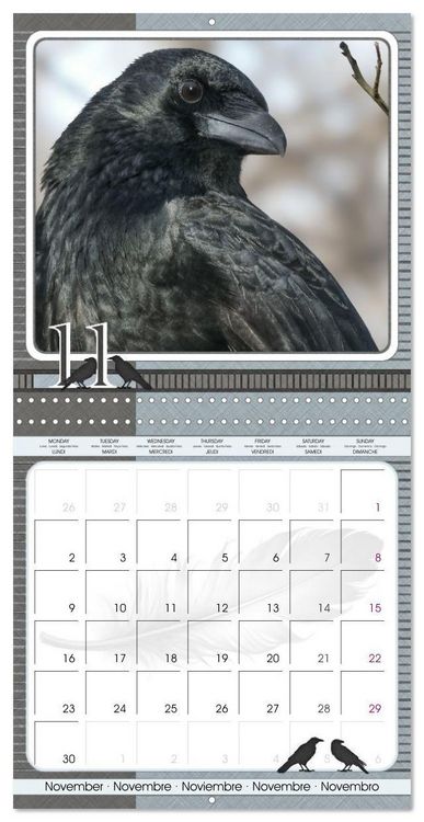 Produktbild: Saar, I: Crows. Portraits of Intelligence. Cleverly schedule