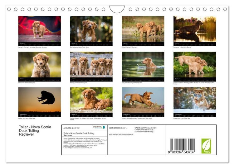 Produktbild: Toller - Nova Scotia Duck Tolling Retriever (Wandkalender 2027 DIN A4 quer), CALVENDO Monatskalender