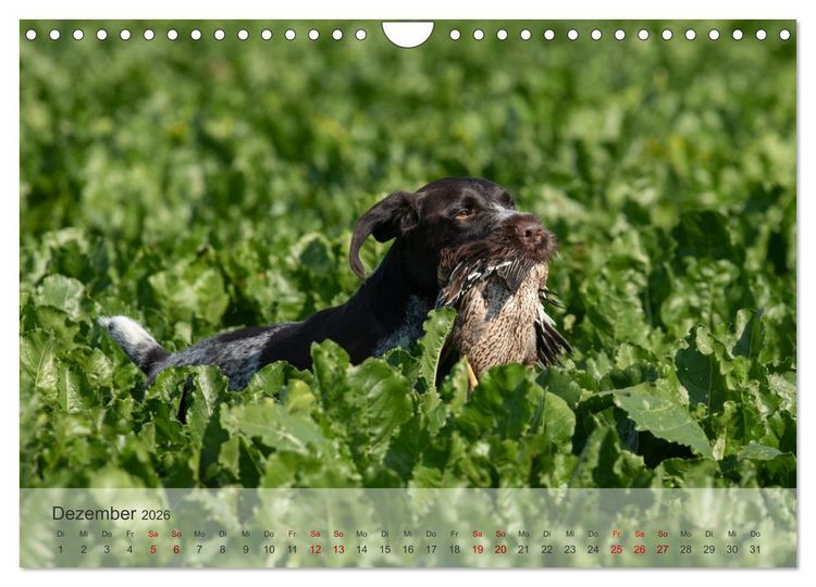Produktbild: Treue Jagdgef&auml;hrten - Der Deutsch Drahthaar (Wandkalender 2026 DIN A4 quer), CALVENDO Monatskalender