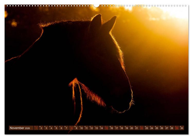 Produktbild: Kaltbl&uuml;ter - Schwere Pferde mit Charme (hochwertiger Premium Wandkalender 2026 DIN A2 quer), Kunstdruck in Hochglanz