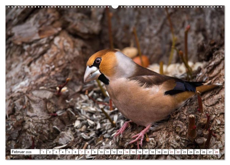 Produktbild: Sch&ouml;nheiten im Federkleid - Heimische Wildv&ouml;gel im Portrait (Wandkalender 2026 DIN A2 quer), CALVENDO Monatskalender